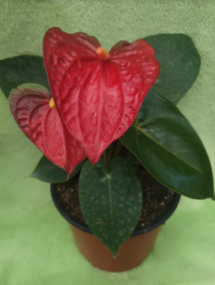 Planta
