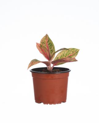 Planta